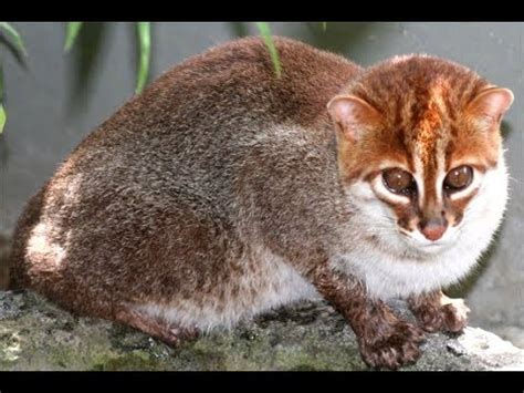 Felinae (prionailurus) photo by status: Rarest cats in the world: Flat Headed Cat - YouTube