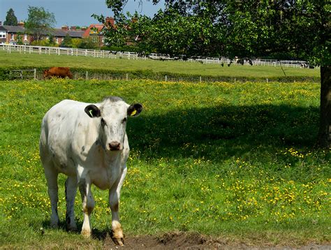 Roadside Bovine Cow On The Westwood Pastures In Beverley Flickr