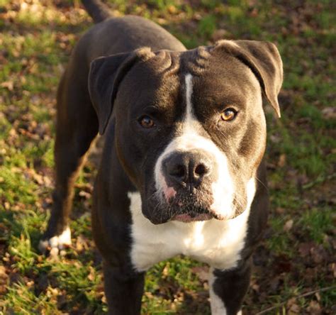 Aplacewherepigeonsgather has uploaded 34 photos to flickr. White shiba inu male | Dogs, breeds and everything about ...