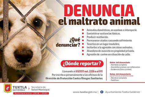 Dónde Denunciar Maltrato Animal En Todo El País Todos Somos Animales