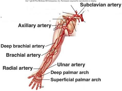 Anatomy of the nerves, arteries and veins of the arm (upper extremity). Arteries of arm and shoulder | Brain & Body | Pinterest