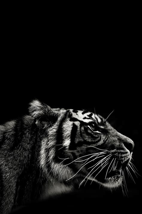 Tiger Black And White Photography Image 2490916 By Maria