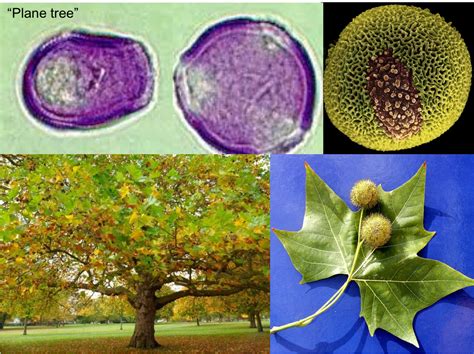 Learn More About Pollen Plane Tree Canberra Pollen