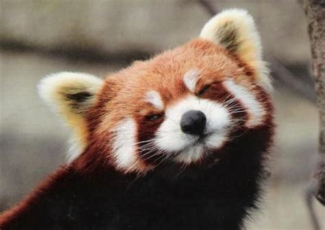 A Cheerful Red Panda My Next Pet Needs To Be A Red Panda