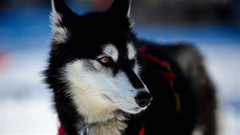 Lovely happy white fat cute. 壁紙 黒白い犬 2560x1600 HD 無料のデスクトップの背景, 画像