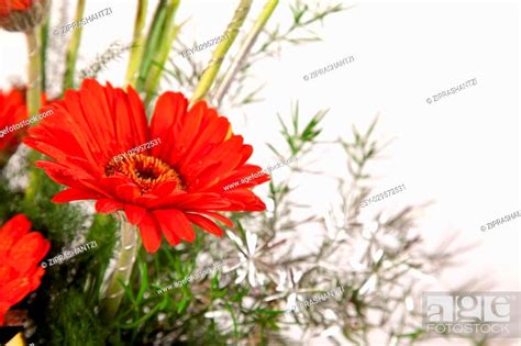 Beautiful Red Red Daisy Flowers Over White Background Stock Photo