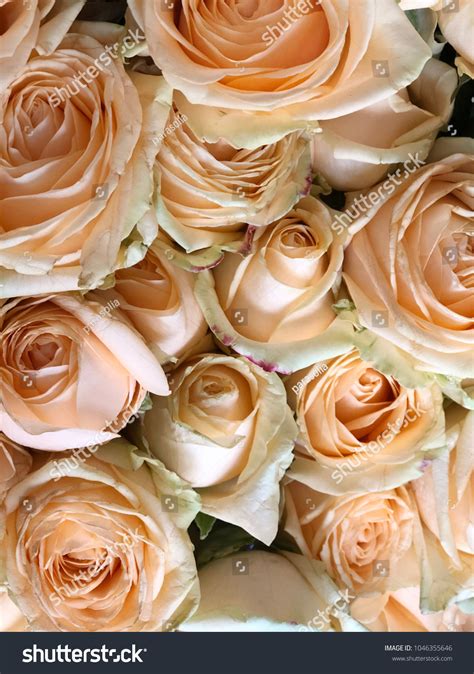 Light Brown Roses Nude Color Roses Stock Photo Shutterstock