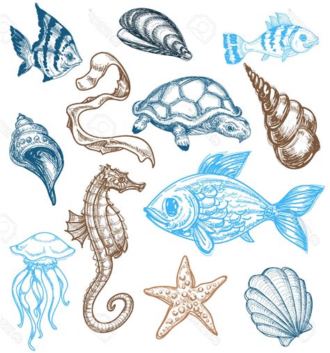 Marine Life Drawing At Getdrawings Free Download