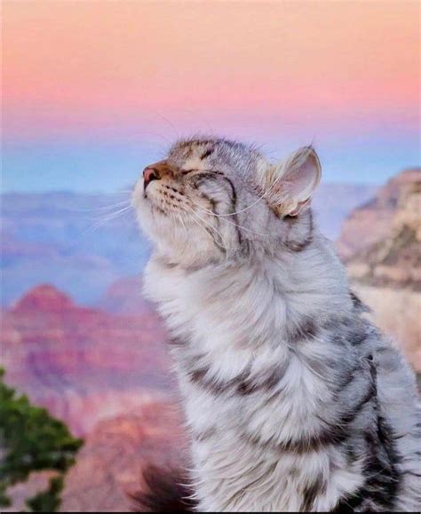 A Cat That Is Looking Up At The Sky