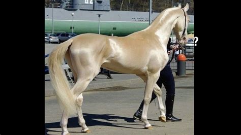 Dit Is Het Mooiste Paard Ter Wereld Hij Lijkt Wel Van Goud Positivosi