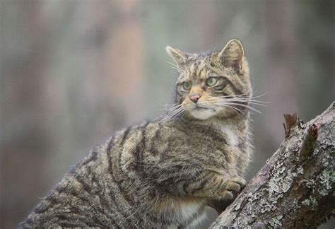 New Cairngorms Facility To Help Save Scottish Wildcat Gets Go Ahead