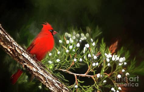 Virginia State Bird Photograph By Darren Fisher Fine Art America