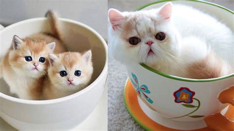 Teacup Cats ~ Adorable Munchkin Cats And Kittens ~ Cute And Funny Cats