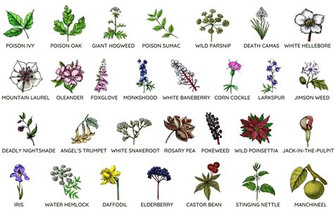 Non Flowering Plants List Names