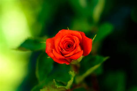 Shallow Focus Photography Of Red Rose Hd Wallpaper Wallpaper Flare