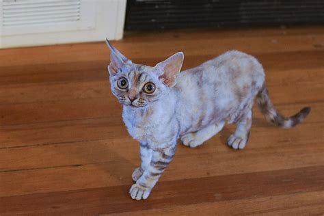 Devon Rex Cat Pictures And Information Cat