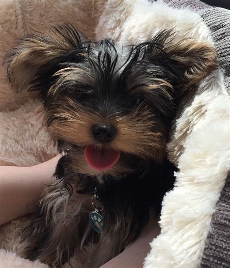 Reddit Meet Gizmo Gizmo Picture Video Cute Pictures Aww Meet