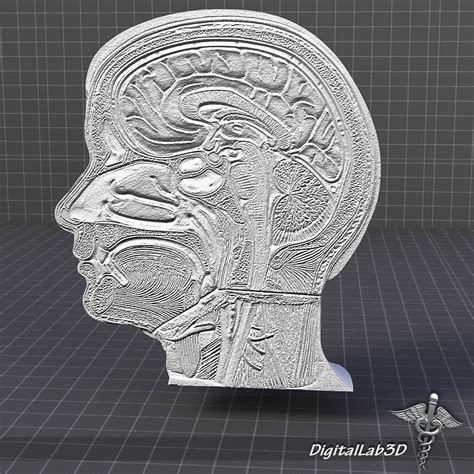 Human Head Anatomy 3d Model Max Obj 3ds C4d Ma Mb Gmf