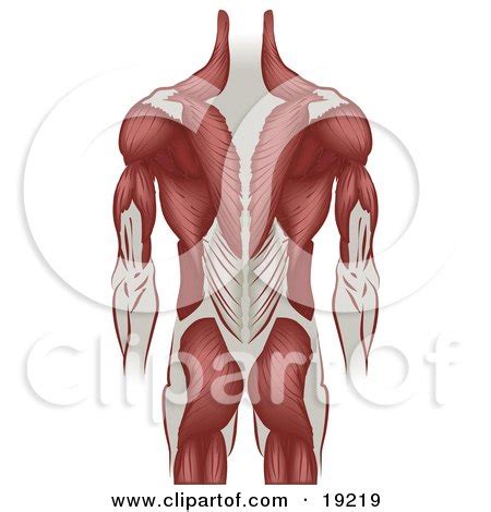 Upper back is connected with a lot of muscles, tendons and the ligaments, inflammation in them cause a lot of pain and discomfort to the person. Royalty-Free (RF) Medical Clipart, Illustrations, Vector ...