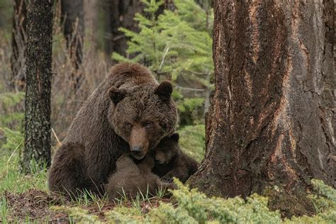 Mama Grizzly Bear And Her Baby Cubs Photograph By Coulter Schmitz