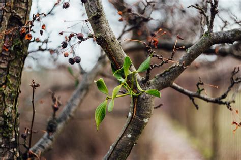 Close Up Of Branches Of Tree · Free Stock Photo