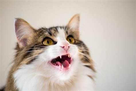 Is Your Cat Meowing At Night Reasons Why And What To Do Catster