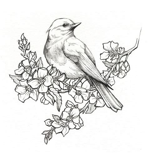 Line Drawings Of Birds Yahoo India Image Search Results Pencil