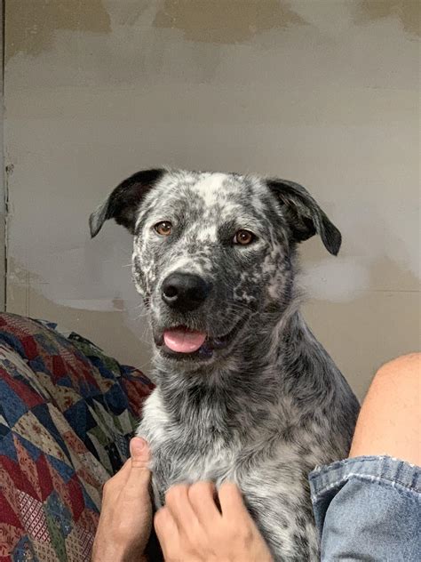 Pepper My Blue Heelerpit Mix Turned Two Recently Rdogpictures