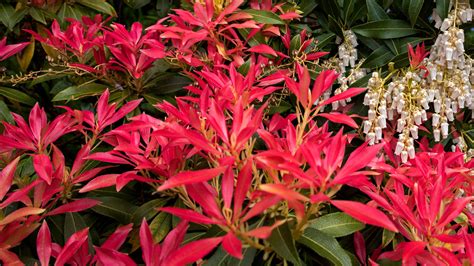 Pieris Care And Growing Guide Expert Tips On Andromeda Bush