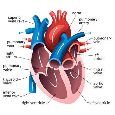 Queensland Cardiovascular Group Anatomy Of The Heart