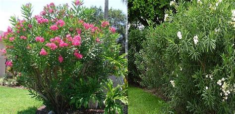 22 Best Oleander Images On Pinterest Landscaping Ideas Yard Ideas And Courtyard Ideas