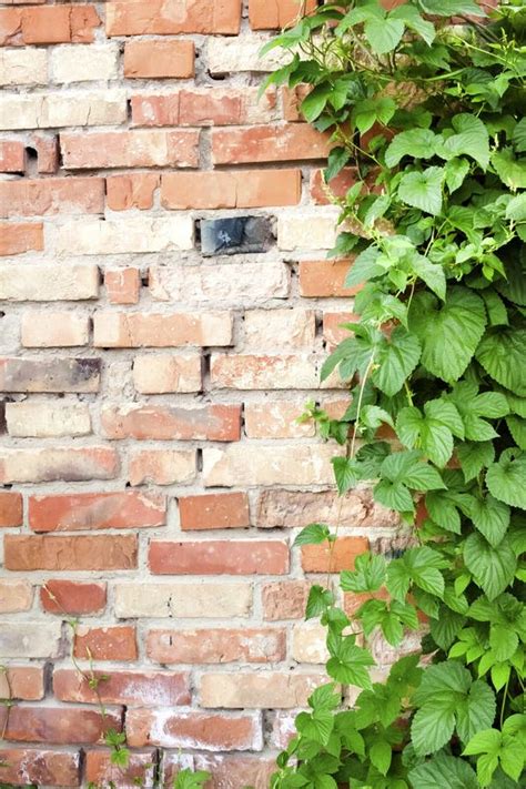 Green Hop Plant Climbing On Old Brick Wall Textured Background Toned