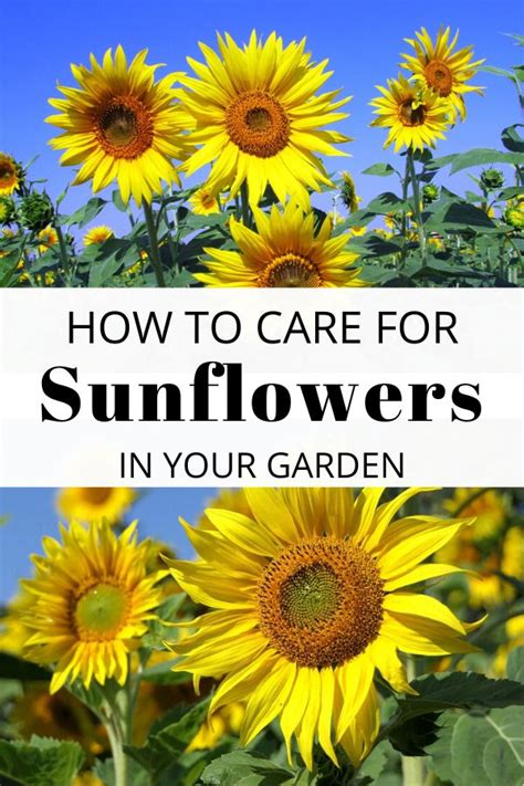 How To Grow Care For And Use Sunflowers Planting Sunflowers Plant