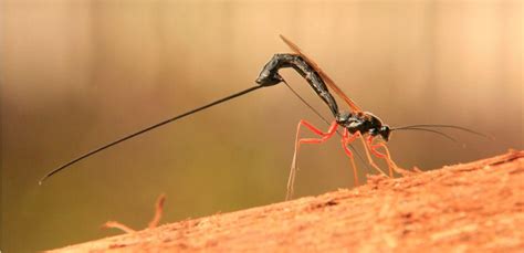 New Wasp Species With A Giant Stinger Discovered In Amazonia Nexus