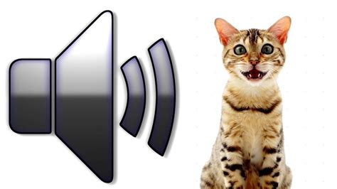 Animal Noises That Scare Cats Malanip