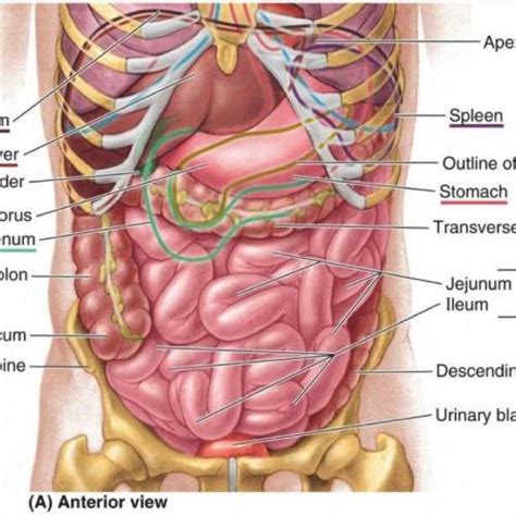 There are multiple anatomical areas within the abdomen, each of which contain specific contents and are bound by certain borders. Anatomy Of The Female Abdomen And Pelvis, Cut away View ...