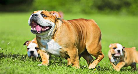 Bulldog Inglés Guía Completa De La Raza