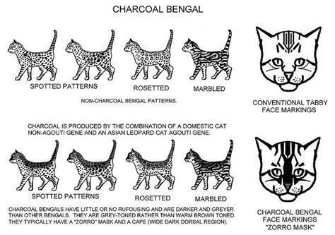 Charcoal Pattern Bengal Bengal Cat Cat Colors Cat Fur
