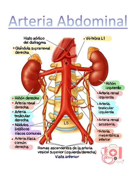 Arteria Abdominal Apriory Udocz