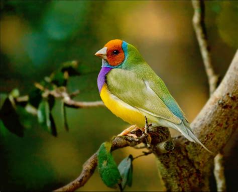 Gouldian Finch — Full Profile History And Care