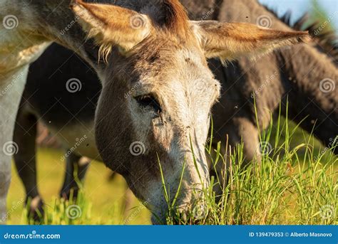 Close Up Of A Donkey Grazing On Green Meadow Stock Image Image Of