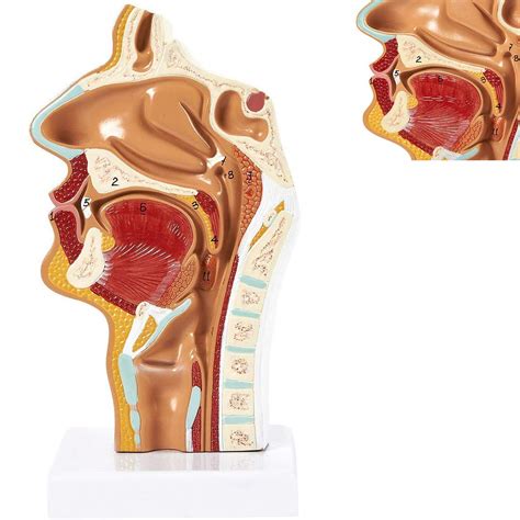 Buy Zyyh Human Anatomical Nasal Cavity Throat Anatomy Medical Model Human Larynx And Pharynx