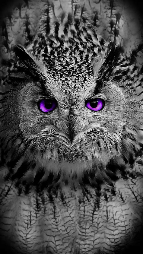 Beautiful Owl Animals Beautiful Cute Animals Owl Photos Owl