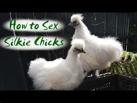Silkie Chickens The Difference Between Silkie Hens And Roosters YouTube