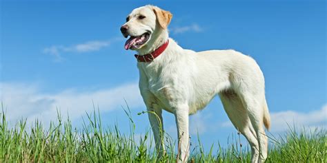 Fat Labrador How To Tell If Your Dog Is Overweight And What To Do