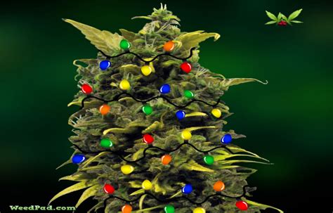 Introduce 81 Imagen Christmas Weed Background Vn