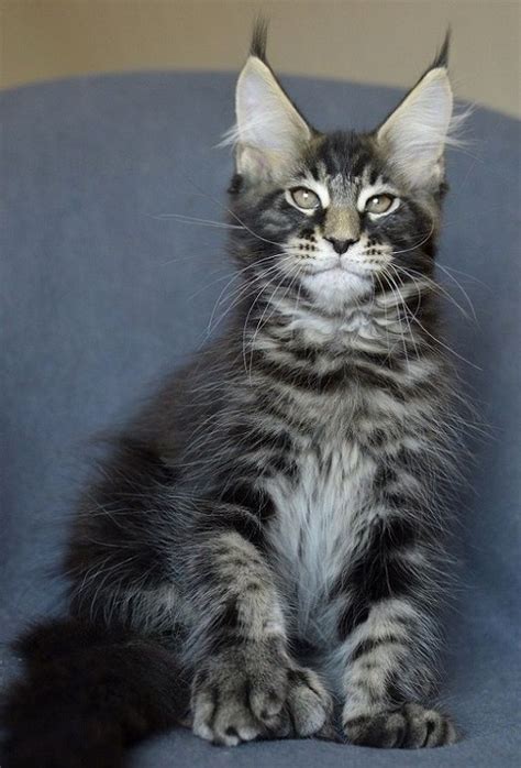Search our free cat classifieds ads by owner. Kievan Steel of EuroCoons - Blue Silver Mackerel Male ...