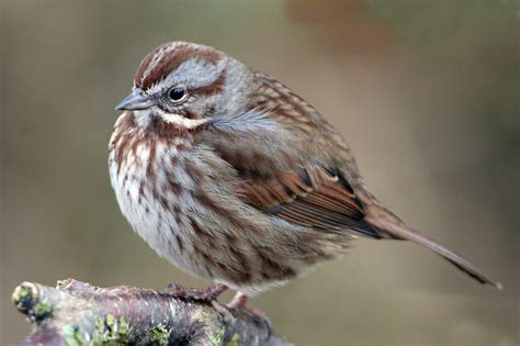 Birdist Rule 23 Identify Your First Song Sparrow Audubon