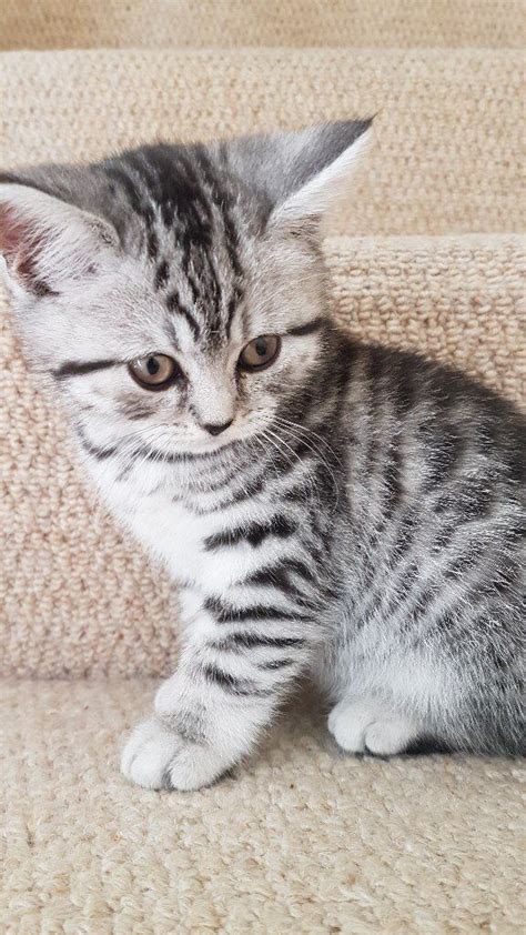 Silver Tabby Pedigree British Shorthair Kittens 2 Girls And Two Boys £