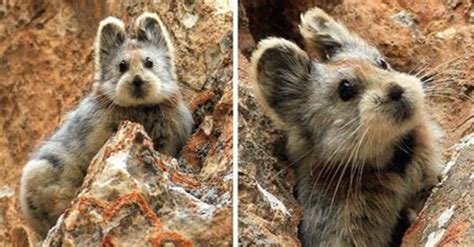 Magic Rabbit Rare Endangered Ili Pika Rabbit Spotted For First Time